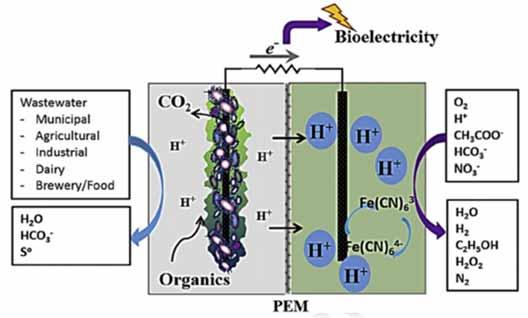 Microbial Fuel Cells Substrates used in microbial fuel cells Synthetic Acetate Glucose Corn Stover