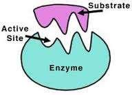 Specificity At some point on the surface of an enzyme molecule, there is an active site.