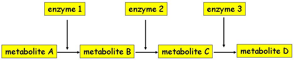 Enzymes in Metabolic Pathways As metabolite A becomes available enzyme 1 becomes active Enzyme 1 converts metabolite A into metabolite B As metabolite B becomes available enzyme 2 becomes active
