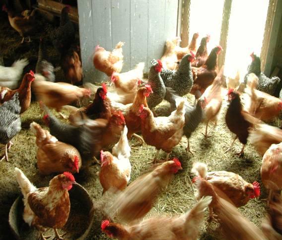 Estimated Certified Washington Organic Poultry 211 Number of poultry* Number of producers Layers >262,1 27 Pullets >55, -- Broilers >2.