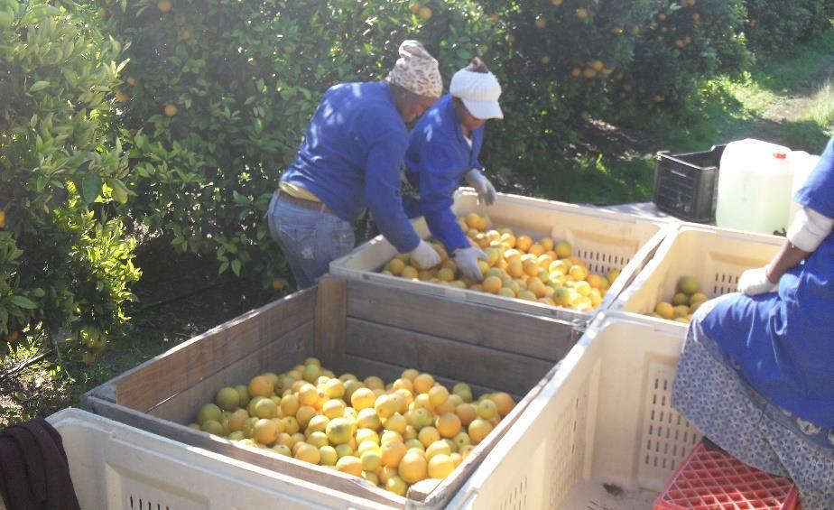 Fruit Industry's Contribution to Economy Job creation & Employment 179 948 people directly employed (10% contribution) 8 000 people directly providing services to the fruit