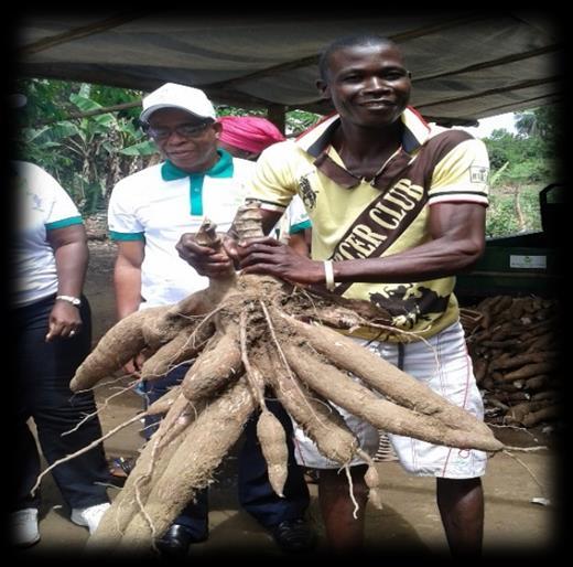 Mechanical cassava