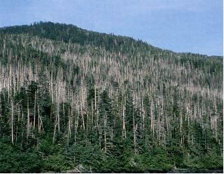 Major factors are: Key impacts on forestry Daytime, nighttime and seasonal temperatures Storm patterns