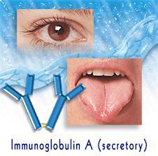 Immunoglobulin A (IgA) Although IgA constitutes only 10% 15% of the total immunoglobulins in serum.