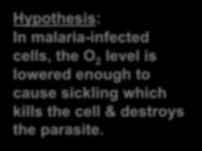 Hypothesis: In malaria-infected cells, the O 2 level is lowered enough to cause sickling