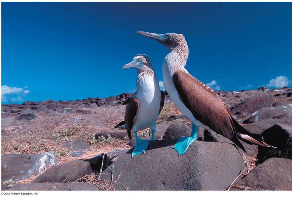 Introduction Chapter 23 - EVOLUTION of POPULATIONS The blue-footed booby has adaptations that make it suited to its