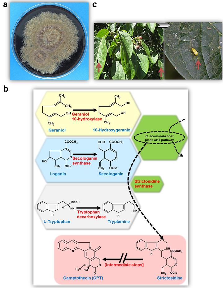 250 Metabolomics endophyte is capable of indigenously producing CPT, 9-methoxycamptothecin (9-Me- CPT), and 10-hydroxycamptothecin (10-H-CPT) in submerged in vitro axenic culture (Kusari et al.