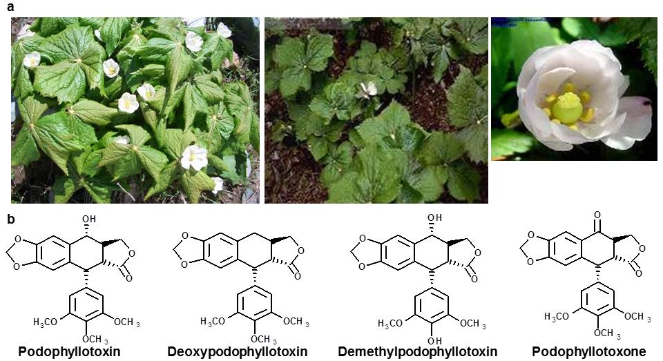 Metabolomics of Endophytic Fungi Producing Associated Plant Secondary Metabolites: Progress, Challenges and pportunities 253 5.1.