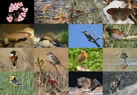 What is biodiversity?
