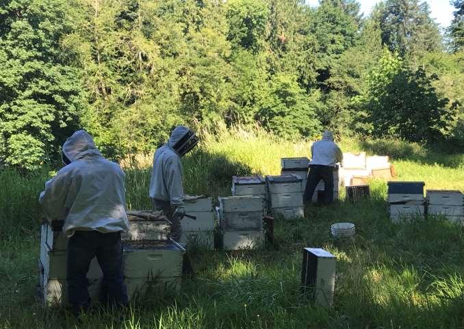 I helped take care of Tony and Chichos hives. Here we are taking off honey.