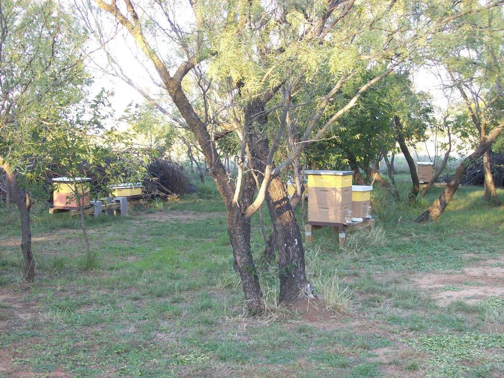 Picking an apiary site Easy to get into,