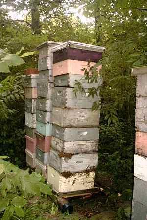 Supering Supers will be used during the nectar flow to store surplus nectar Prepare supers with clean comb and /or foundation Queen excluder Add supers to the top of queen