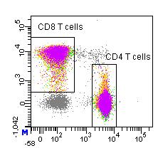 Singlets Lymphocytes B-cells CD3 +