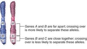15 Genes on the Same Chromosome Are Linked The probability of a crossover event