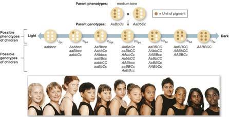 Some Traits Depend on Multiple Genes Skin color is a polygenic trait; it is affected by more
