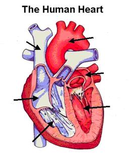 The human circulatory system aids in maintaining homeostasis by doing what? Below is a diagram of a human heart. Each of its different parts is labeled with a number.