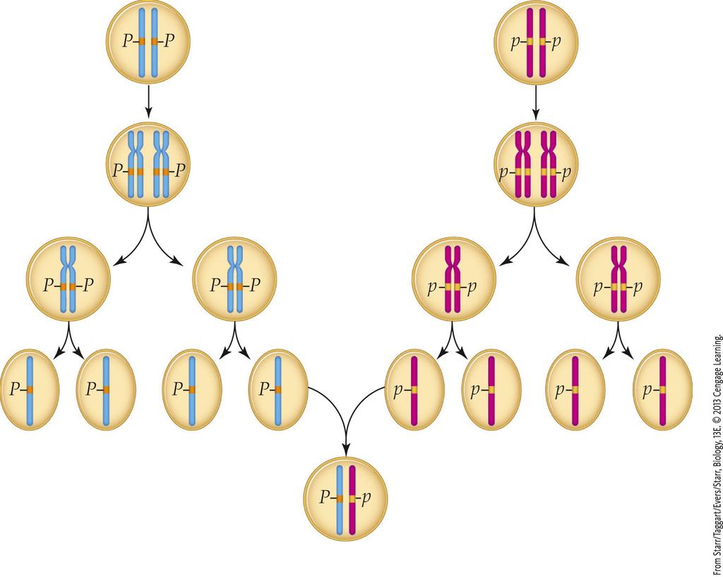 DNA replication meiosis I 1 2 meiosis