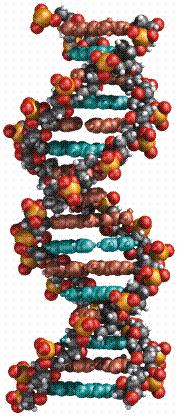 DNA molecule is a perfect medium for recording information The particular sequence of A, T, G, C in DNA has little effect on its structure it will usually be the same the double-helix Each of the 4