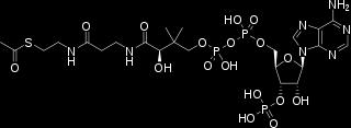 CoA (coenzyme A) This transporter has a central role in the metabolism since it transfers acyl groups (2 C atoms) to acceptors It is made by adeosine-3'-phosphate-5'-diphosphate linked to pantothenic