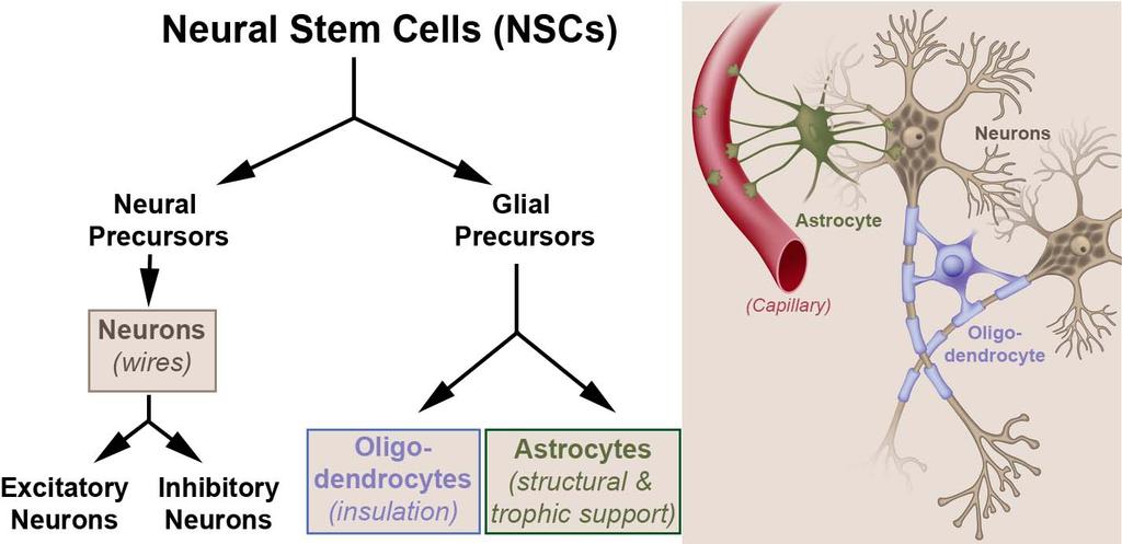 Neural Stem Cells Can Differentiate into the