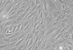 Promotion of cell adhesion, proliferation and growth of endothelial cells, hepatocytes, muscle cells, pheochromocytoma