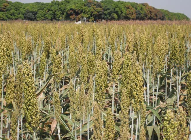xix. Survey: A baseline survey and market analysis for Sorghum Transformation Value Chain has also been carried out to direct the activities of STVC.