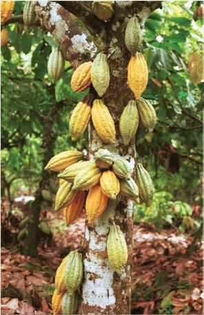 i Brand Nigerian cocoa by implementing quality control and traceability systems iv.