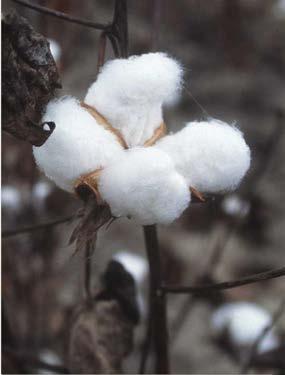The Cotton Transformation Value Chain (CotVC) Plan is focused on creating wealth and restoring cotton/textiles lost glory.