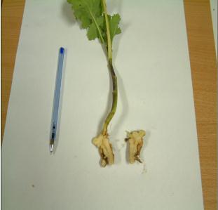 insecticide as soon as damage is seen Club-root symptoms