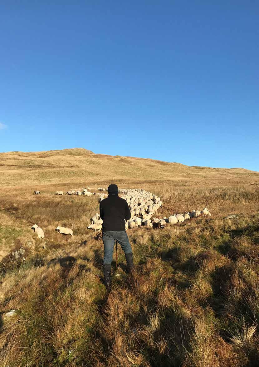 Where farming and nature meet Mardale