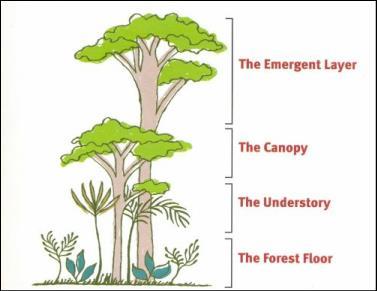 Describe the characteristics of the vegetation in the rainforest (3 Marks) Explain how vegetation has adapted to the