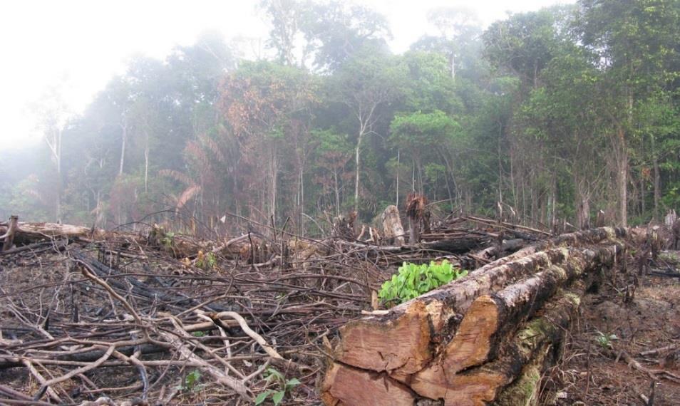 Explain the problems associated with deforestation in the rainforests (4 marks) Explain the advantages of