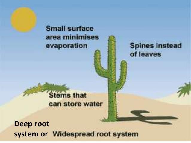 conditions in a desert