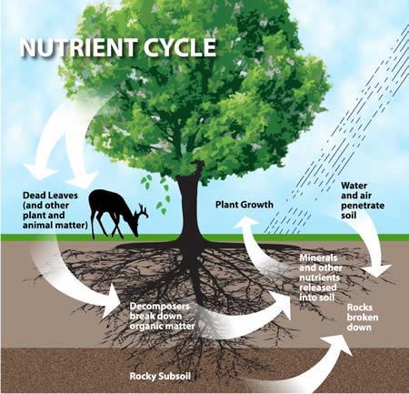 Explain the processes involved in the nutrient cycle (4 Marks) Describe the role of decomposers in the nutrient cycle (2 Marks) The nutrient cycle Hint and tips: 1.