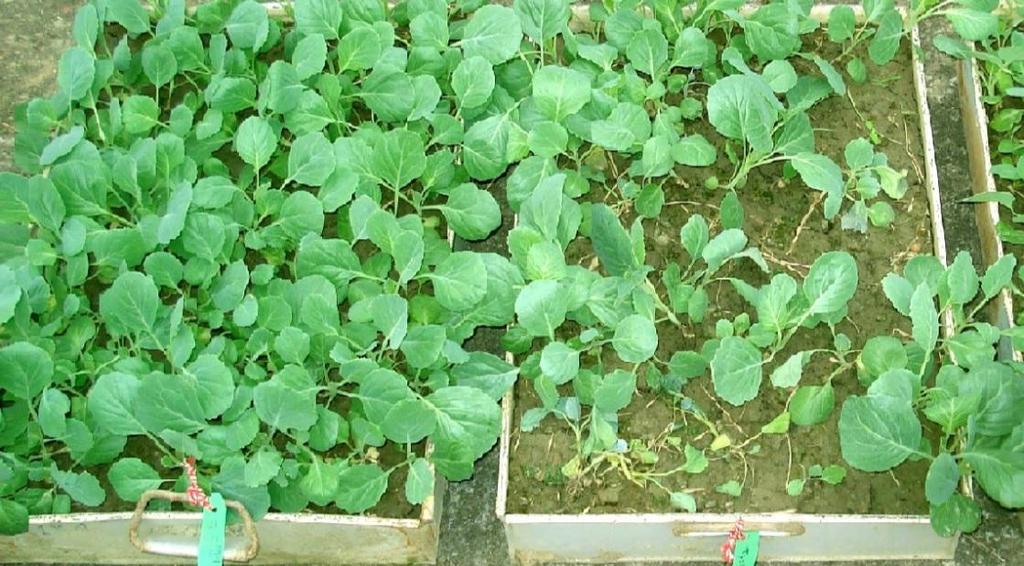 Efficacy of Tricho-compost in controlling