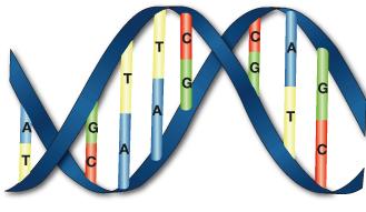 Population genetics: 4 evolutionary forces random genomic processes (mutation, duplication, recombination, gene conversion) molecular diversity natural selection phenotypic variability