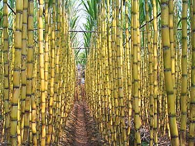 sugarcane Chromosomal location of a gene is a locus Several alleles can be observed at a locus (one from mother and one from father)