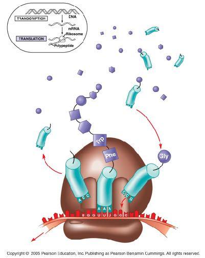 LE 17-13 Polypeptide Amino acids Ribosome trna