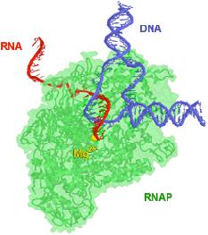 Transcription DNA --> RNA requires RNA polymerase enzyme three types (in Euk) [IB: you don t need to know the differences] RNAp II makes RNAp extends new RNA
