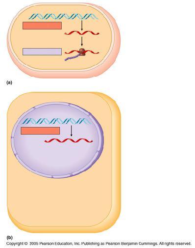 LE 17-3-3 TRANSCRIPTION DNA TRANSLATION Polypeptide Ribosome