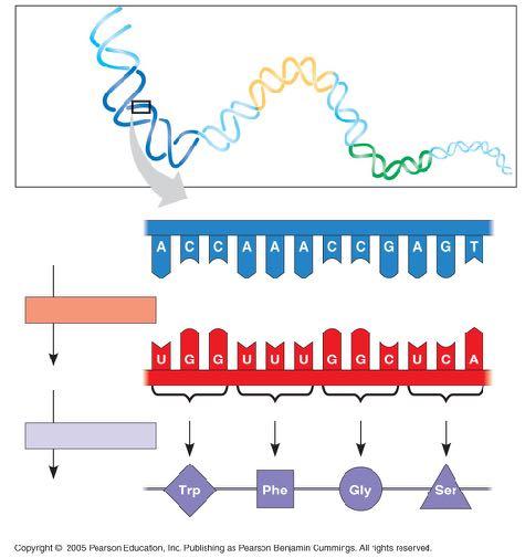 LE 17-4 DNA molecule Gene 1 Gene 2 Gene 3 DNA strand