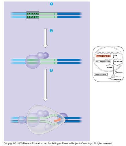 LE 17-8 Promoter Eukaryotic promoters TATA box Start point Template DNA strand Several transcription factors Transcription