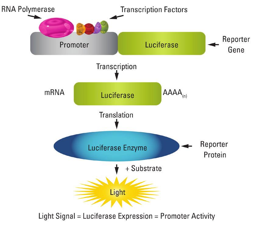 Los, Deshpande and Webb, Thermo Fisher Scientific, Rockford, IL Introduction Reporter assays have long been used to investigate regulatory mechanisms of gene expression in response to environmental