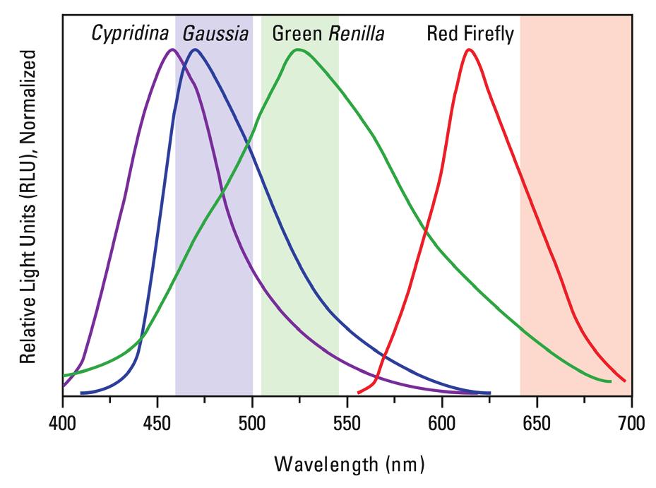 Gaussia-Firefly Luciferase Dual Assay The luciferase dual assays rely on the ability to spectrally resolve a pair of distinct luciferase enzymes producing light at different wavelengths.