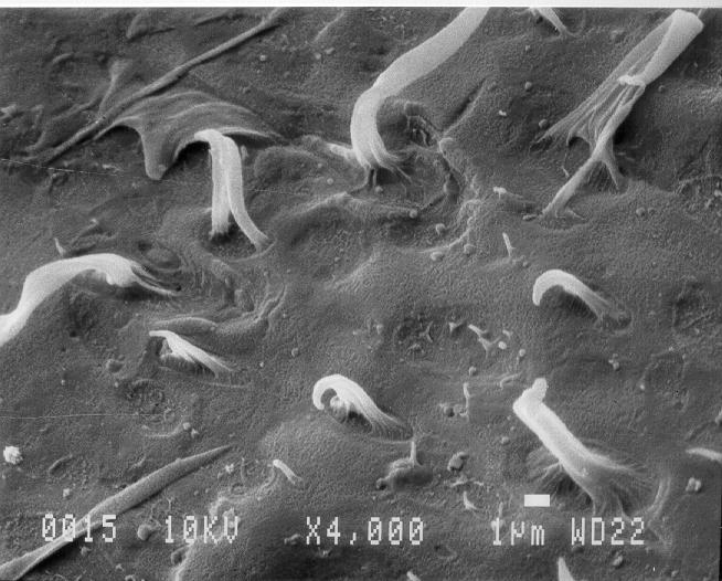 SEM of PP (plasma treated), coated with PUR after adhesion test q q q q ECOPO