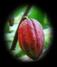 Cocoa Area & Production by Farming Category 2.000.000 1.600.