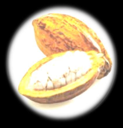 Cocoa in Indonesia One of the major commodities and seed plantation as a source of