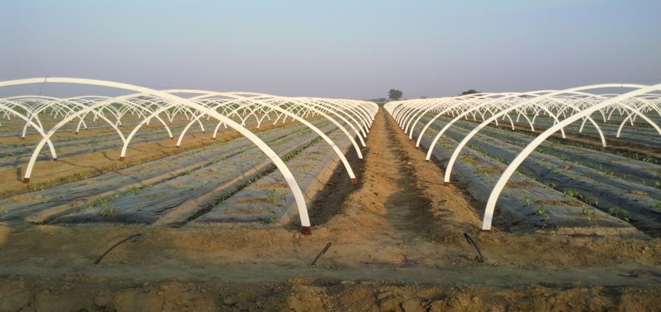 5.1 Walk-in Tunnel Structure Specifications As mentioned above, off-season vegetable cultivation is recommended with the use of walk in tunnel structure on the basis of its low construction cost.