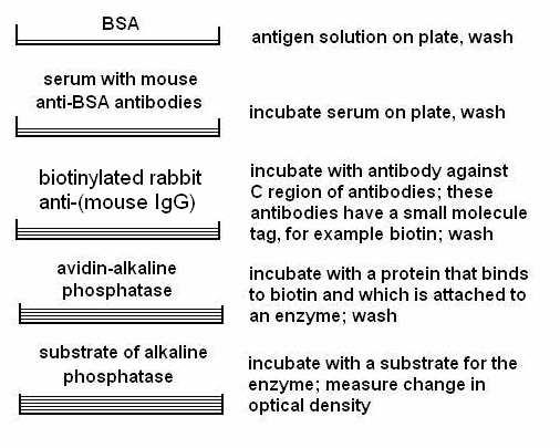 24 Chapter 3. Clonal selection Figure 3-1 An example of an ELISA assay (enzyme linked immunosorbent assay). In this example the antigen is bovine serum albumin, BSA.