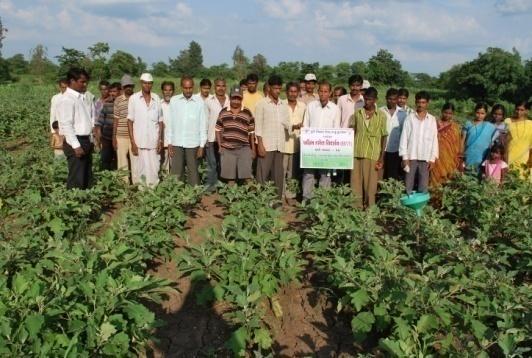 Farmers are aware about new short duration high value crop and scientific sweet corn cultivation and they got 12 to 15 ton/ha yield.